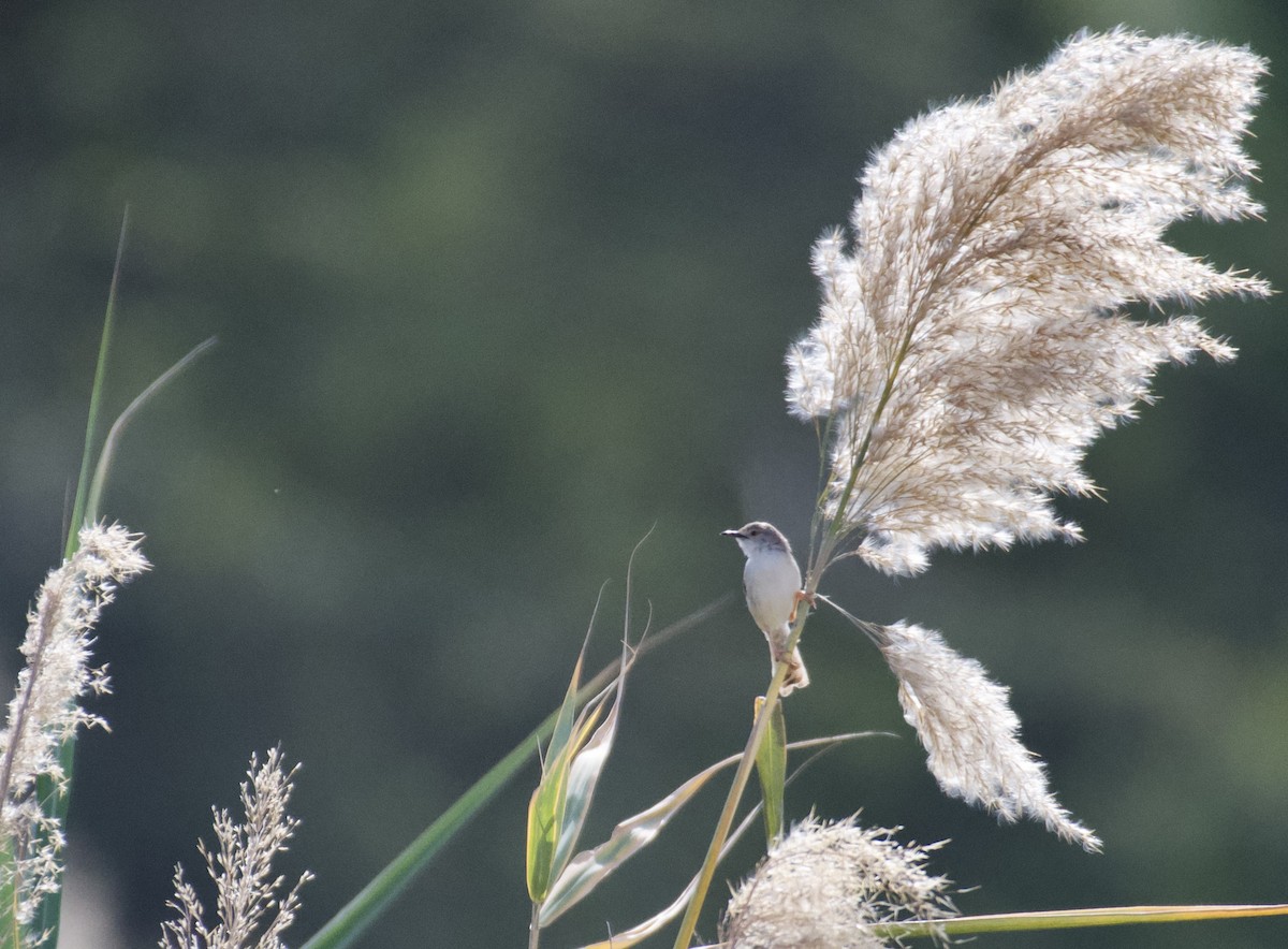 Graceful/Delicate Prinia - ML417647531