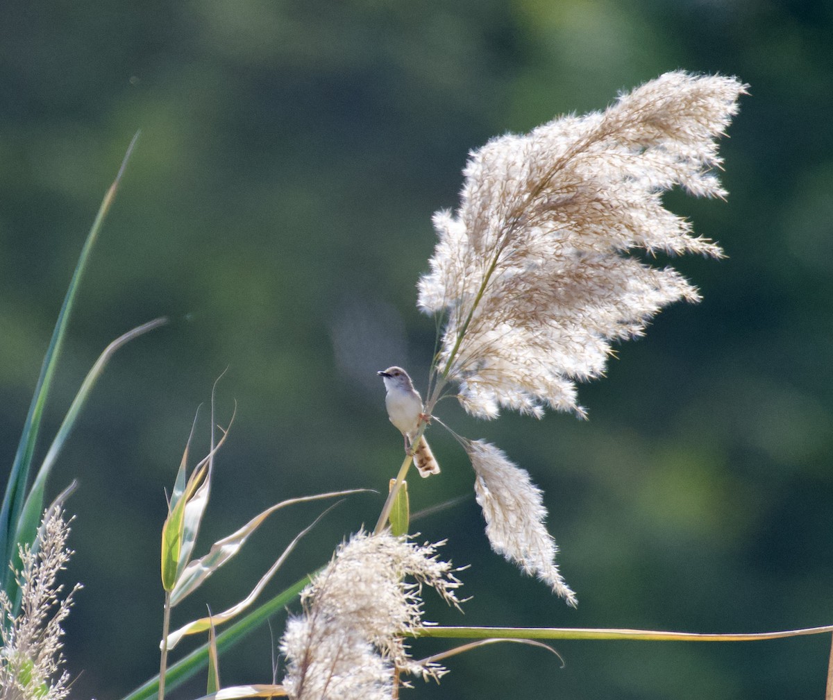 Graceful/Delicate Prinia - ML417647551