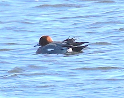 Eurasian Wigeon - ML417649191