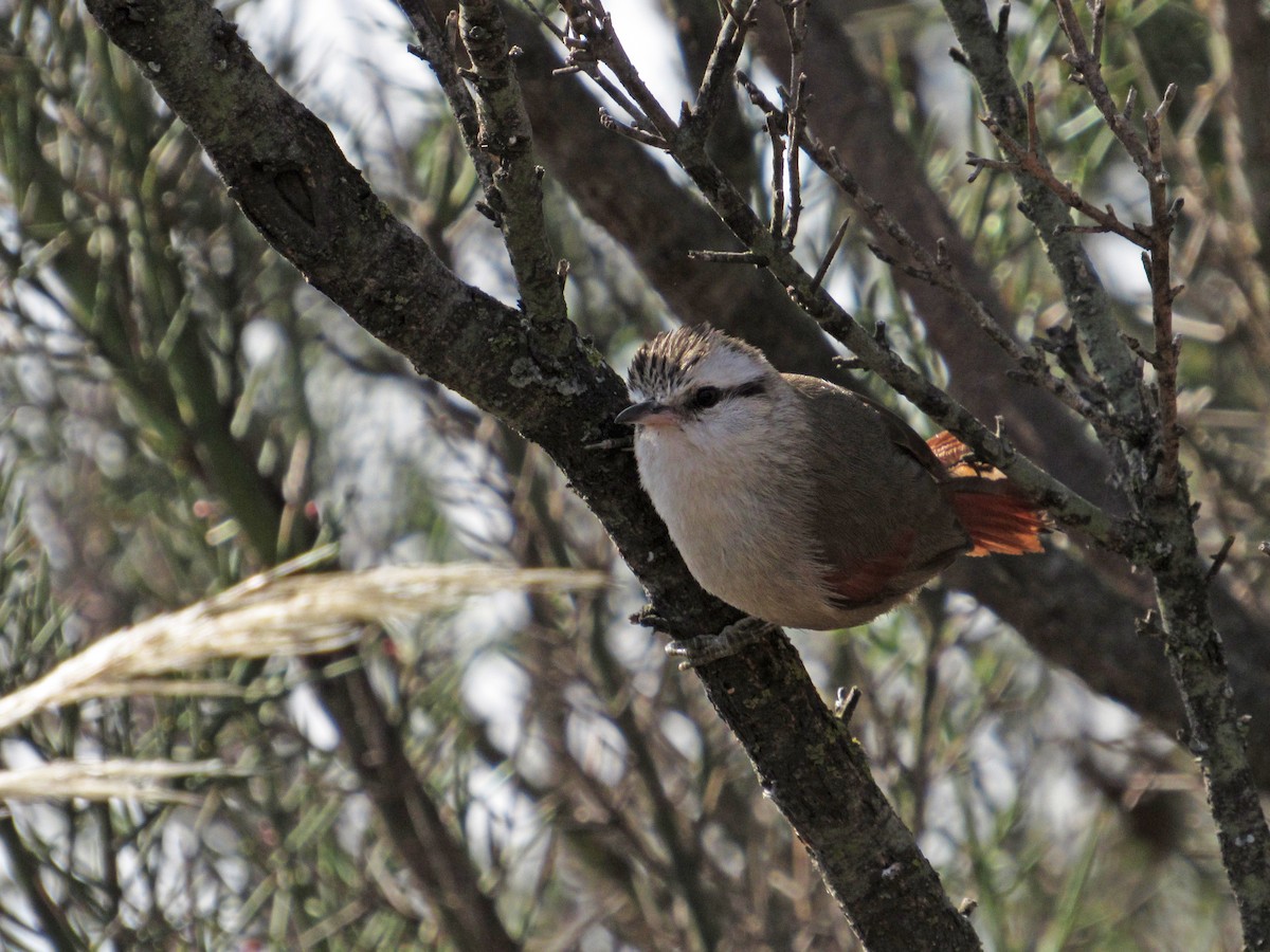 Stripe-crowned Spinetail - ML417649481