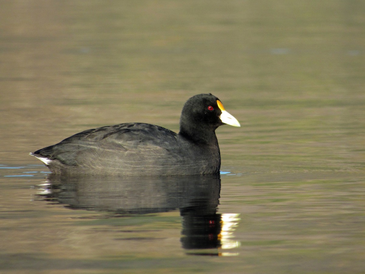 White-winged Coot - ML417652451