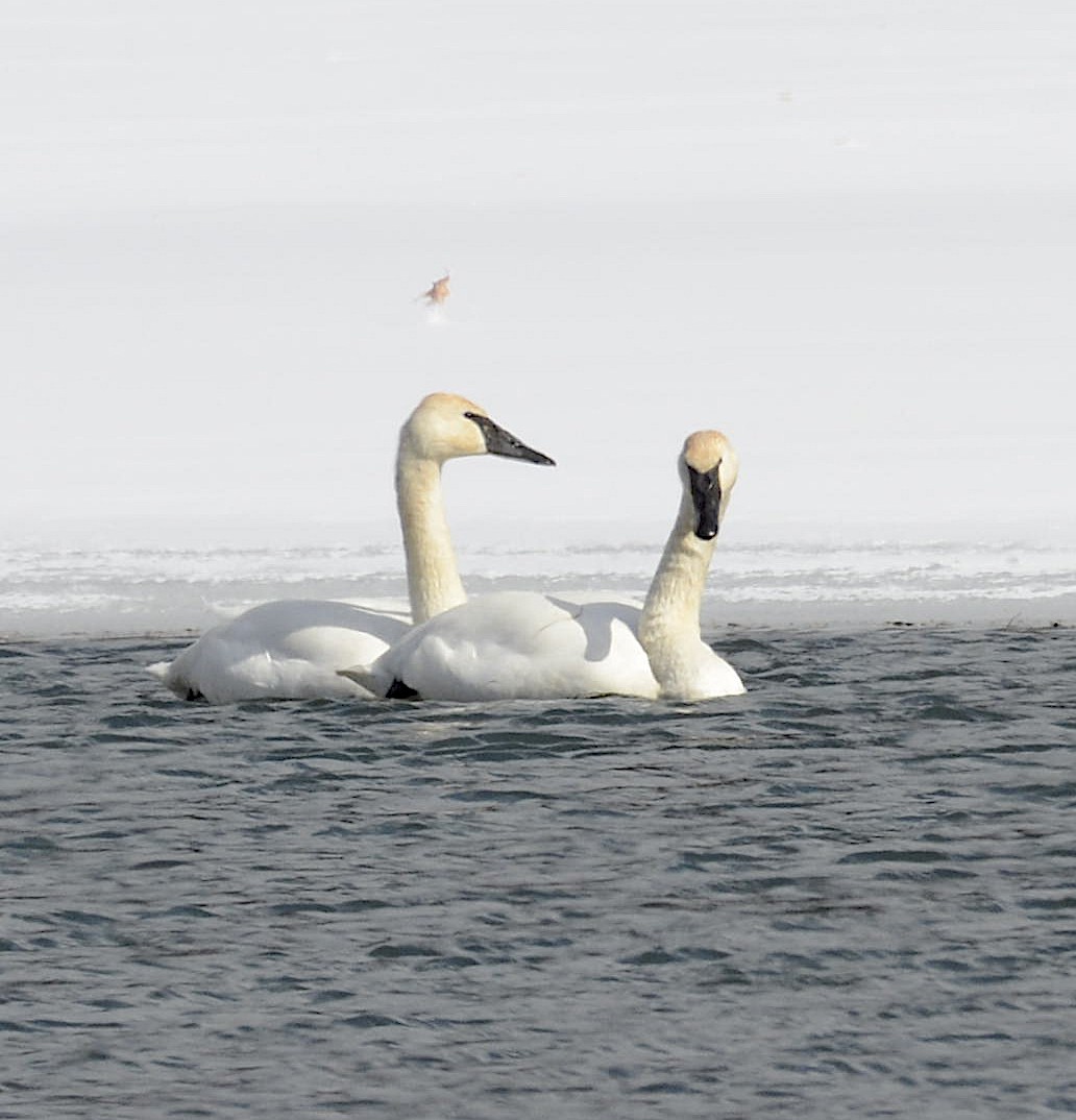 Trumpeter Swan - ML417653561