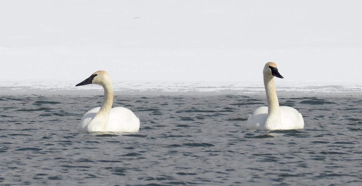 Trumpeter Swan - ML417653581