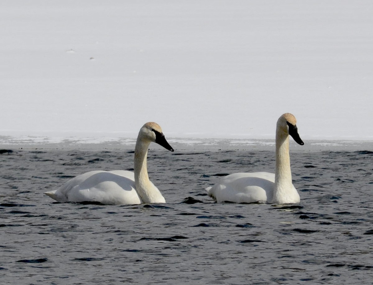 Trumpeter Swan - ML417653591