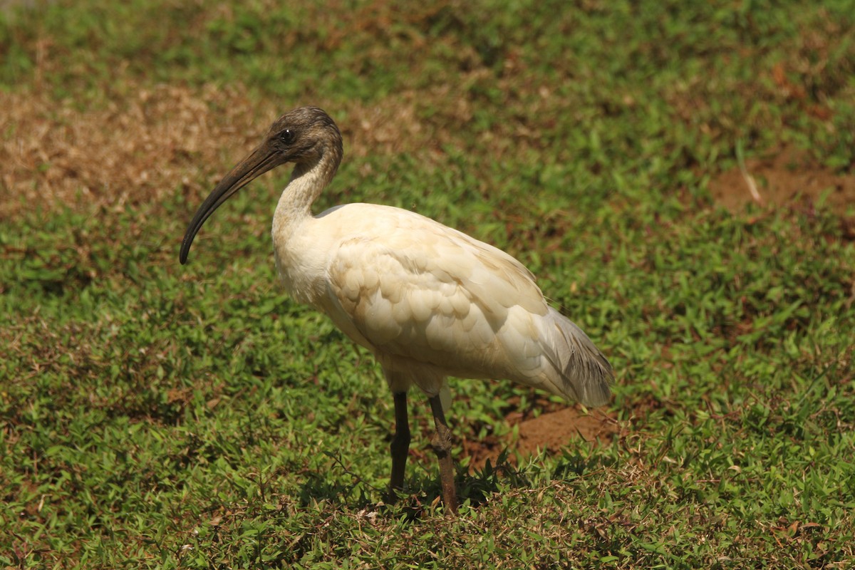 Black-headed Ibis - Jyothish Nelson