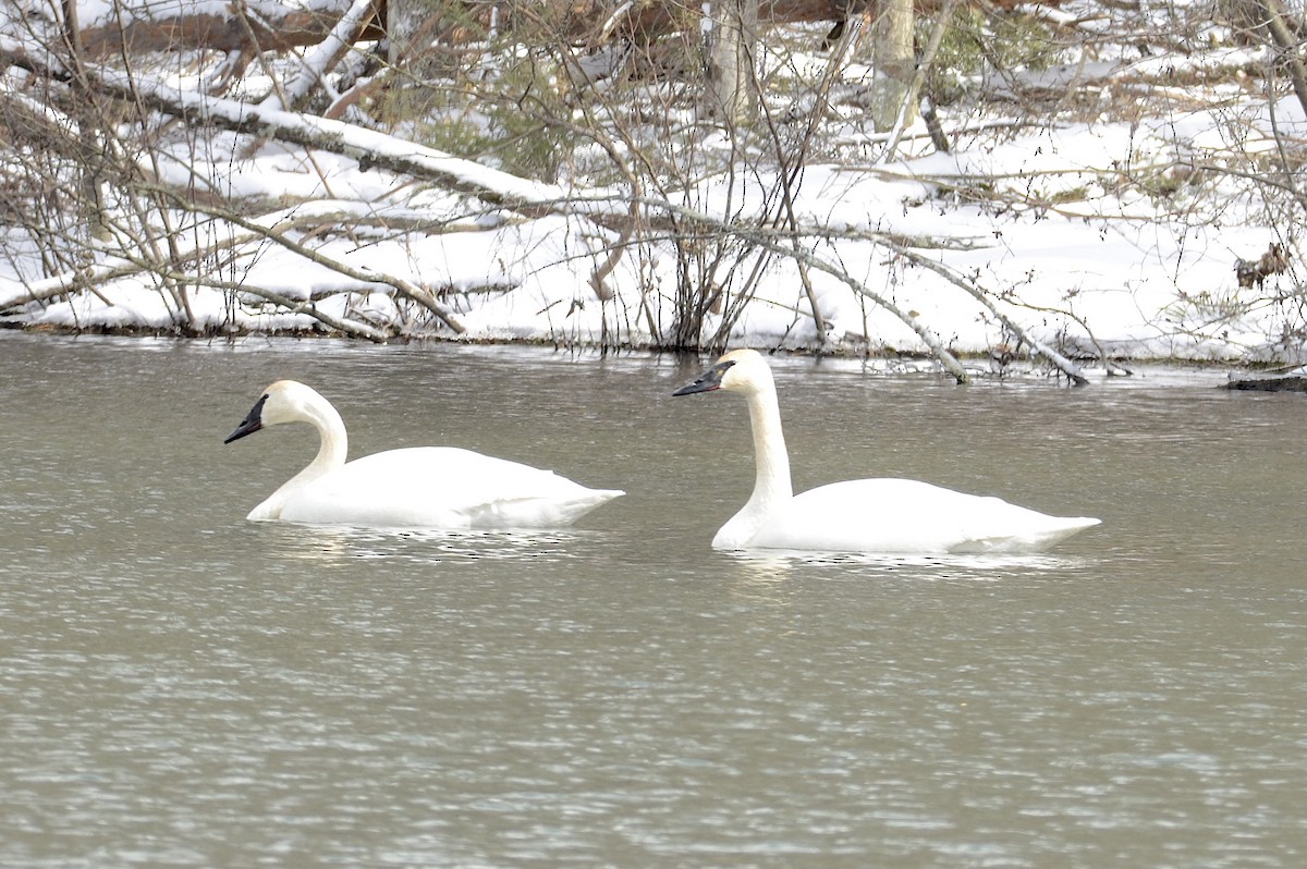 Trumpeter Swan - ML417653711