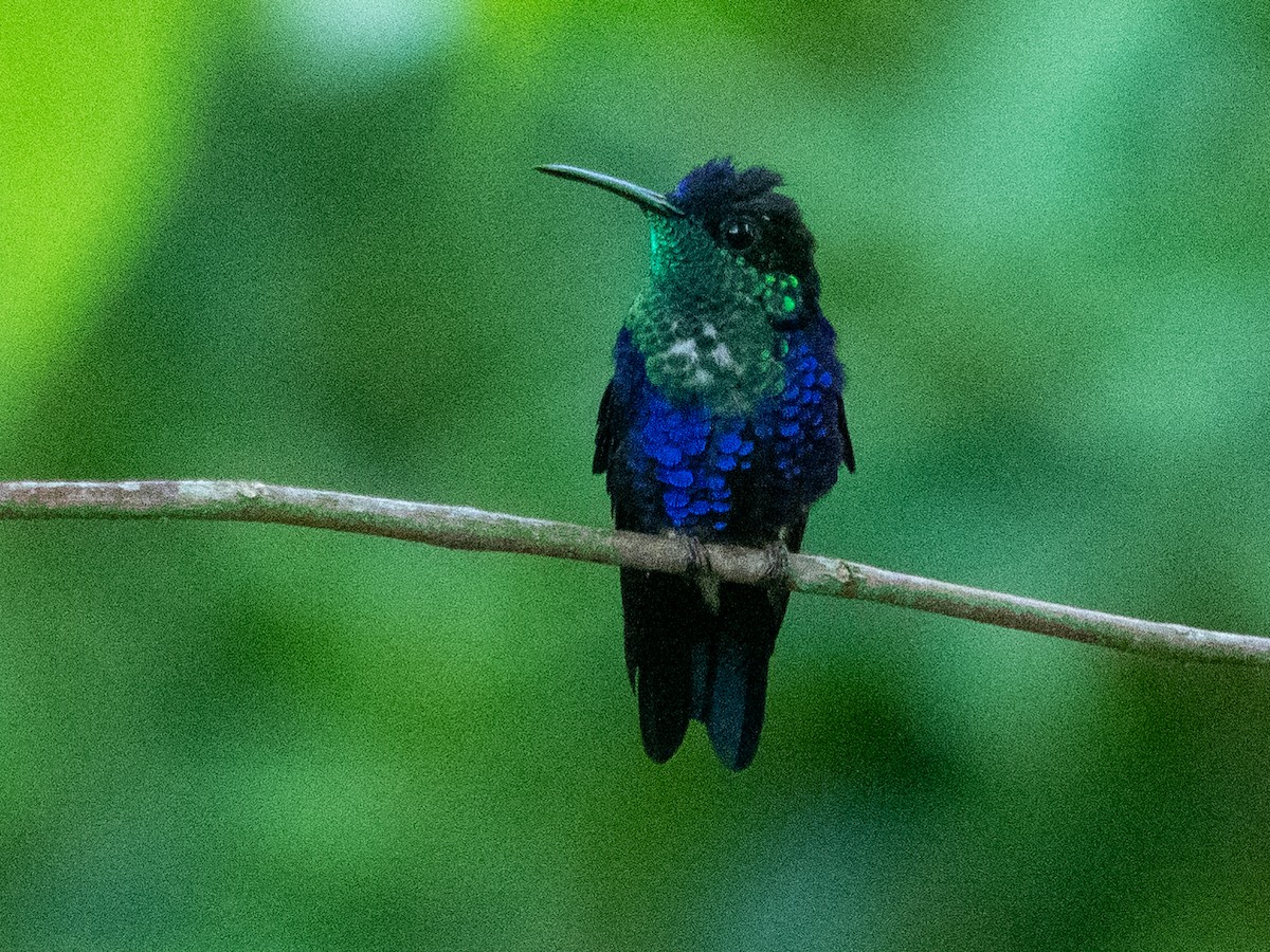 kolibřík vidloocasý - ML417654361
