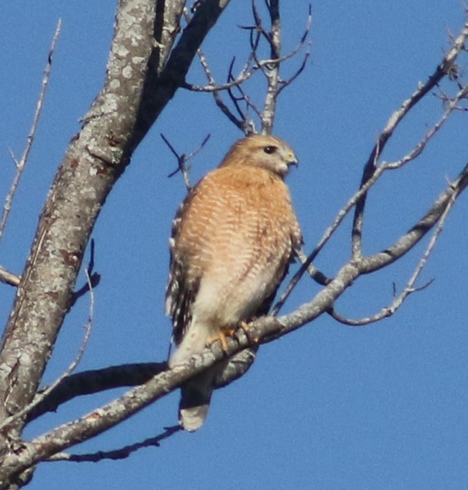 Red-shouldered Hawk - ML417656761