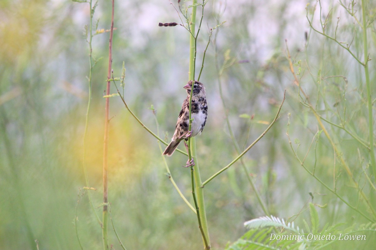 Bobolink - ML417657891