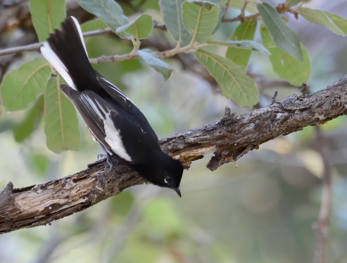 Painted Redstart - ML417661071