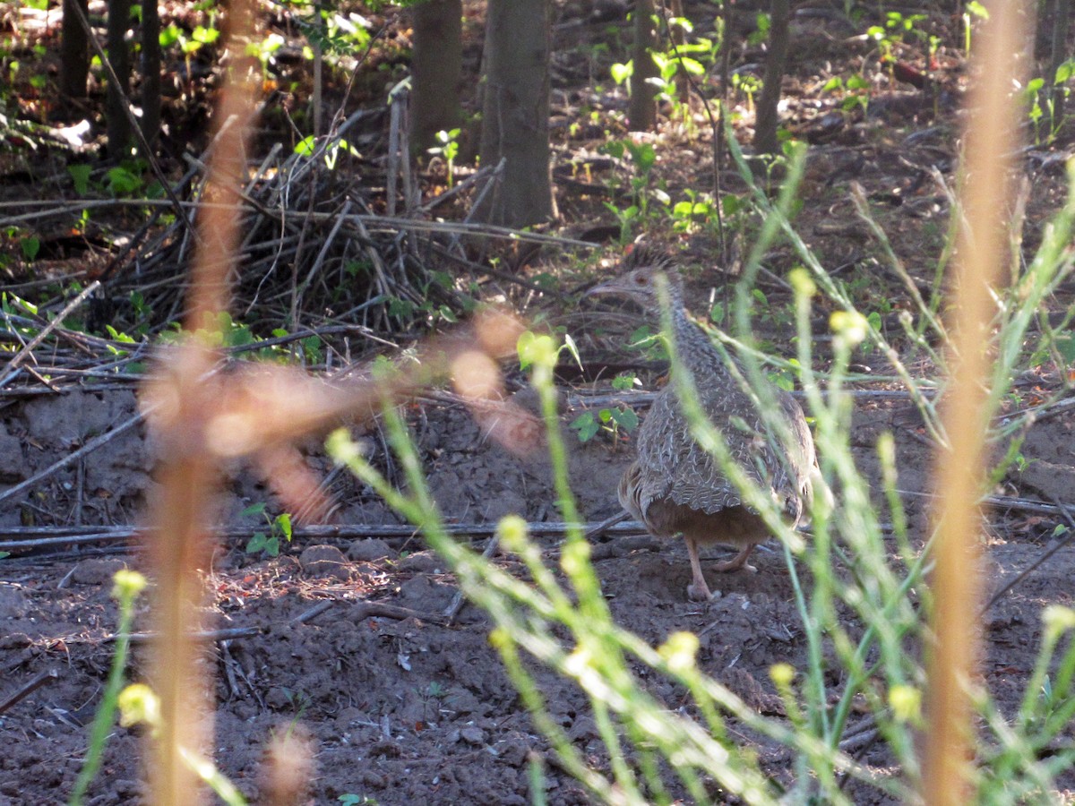 Brushland Tinamou - ML417661801