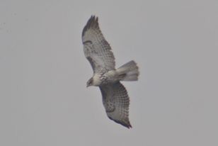 Red-tailed Hawk - Sean Cozart