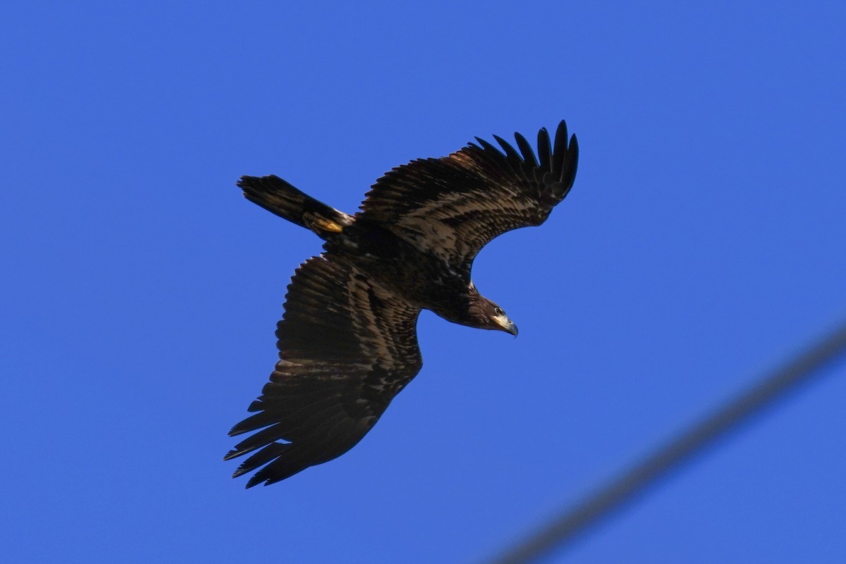 Bald Eagle - ML417662851