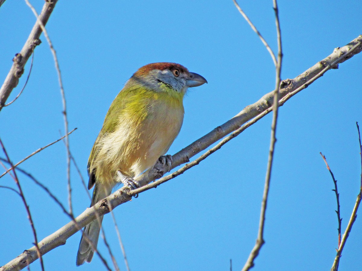 Rufous-browed Peppershrike - ML417663491