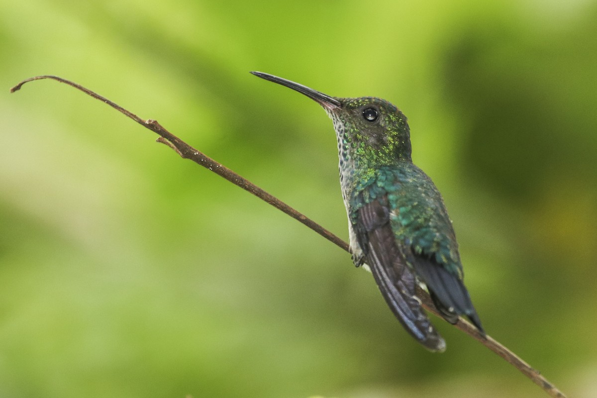 Glittering-throated Emerald - ML417663641