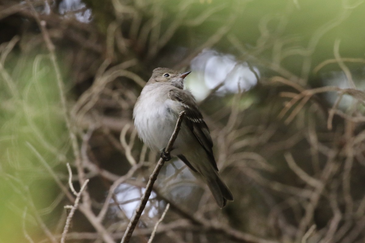 White-crested Elaenia - ML417665381