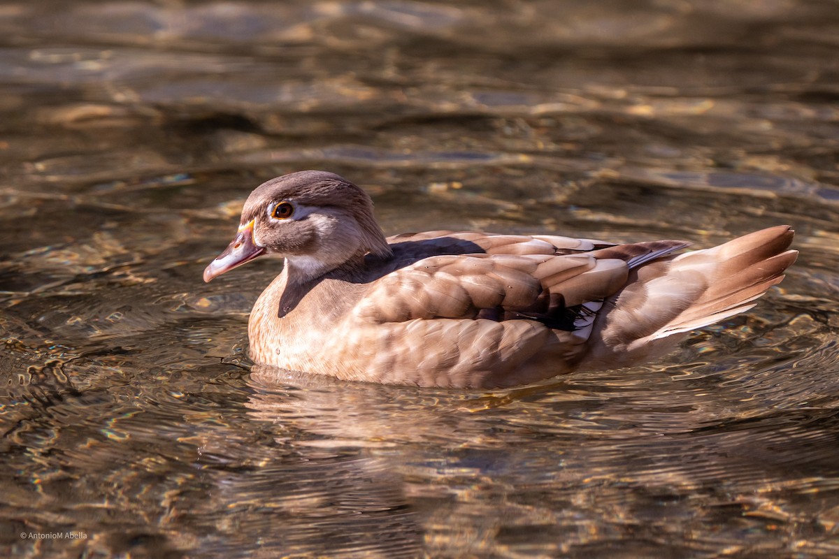 Wood Duck - ML417665461