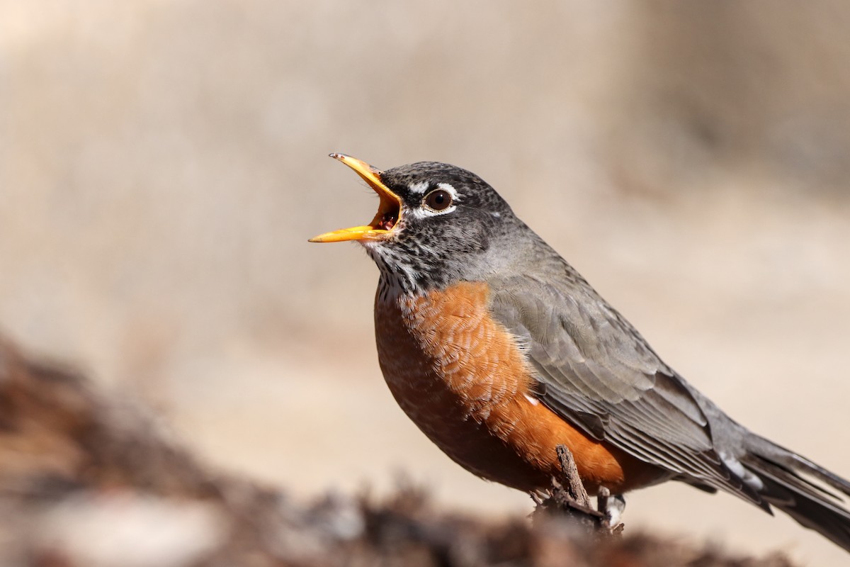 Wanderdrossel - ML417666131