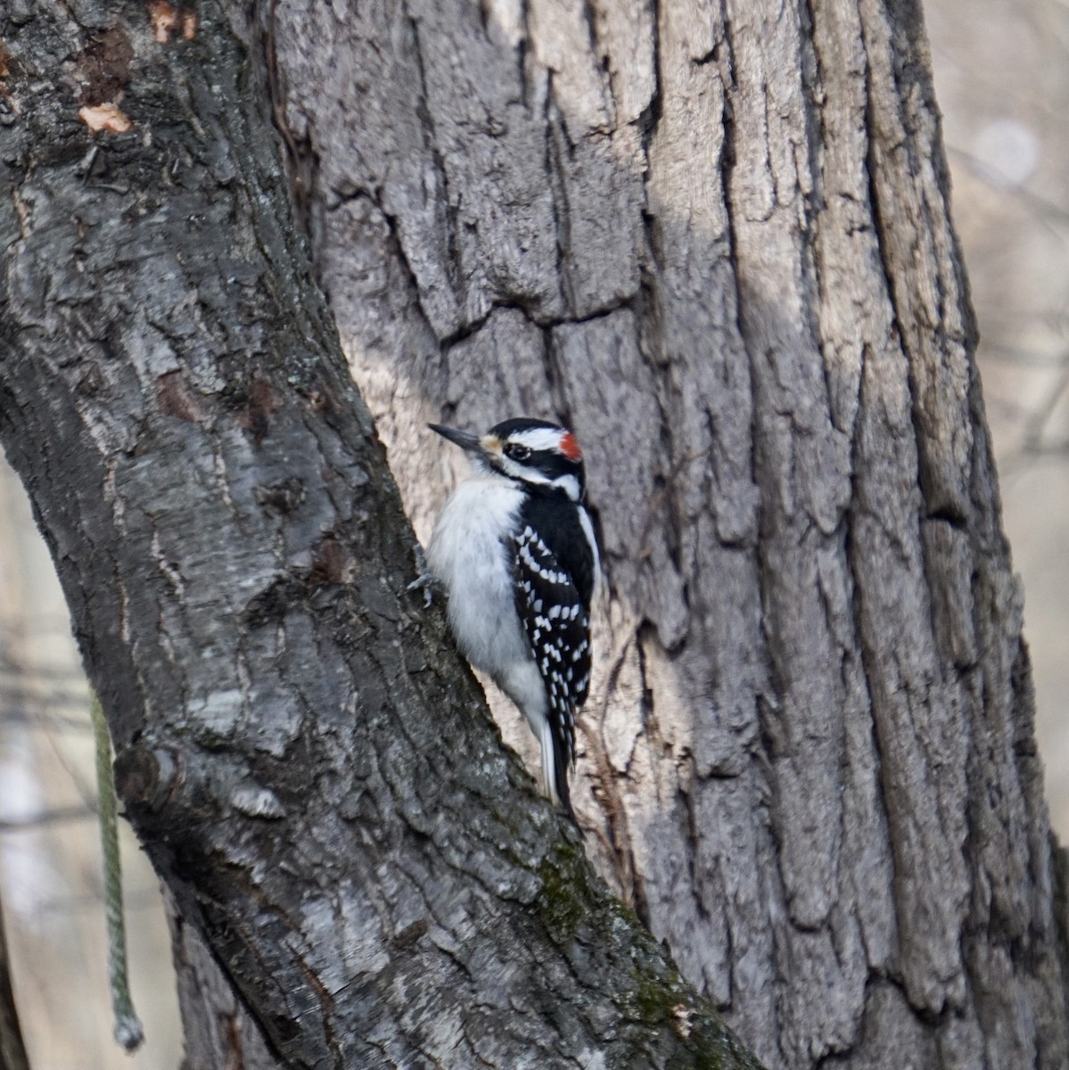 Hairy Woodpecker - ML417668691