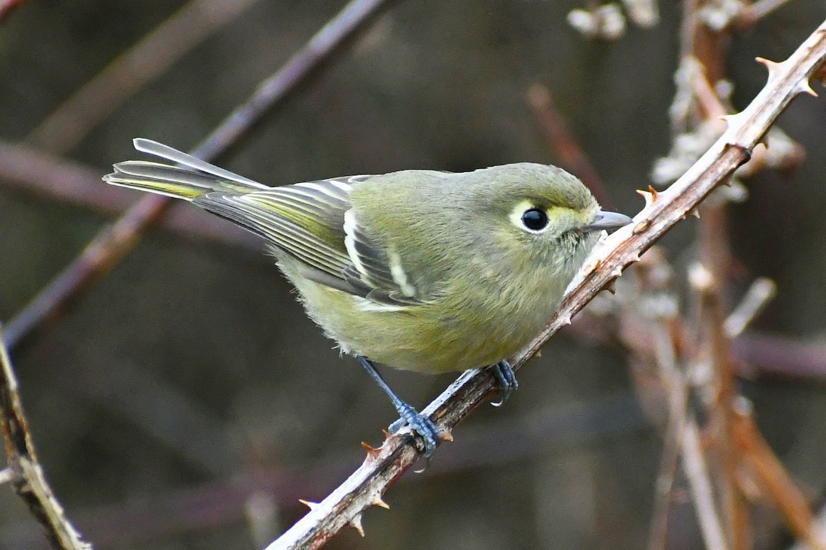 Hutton's Vireo - ML417668901