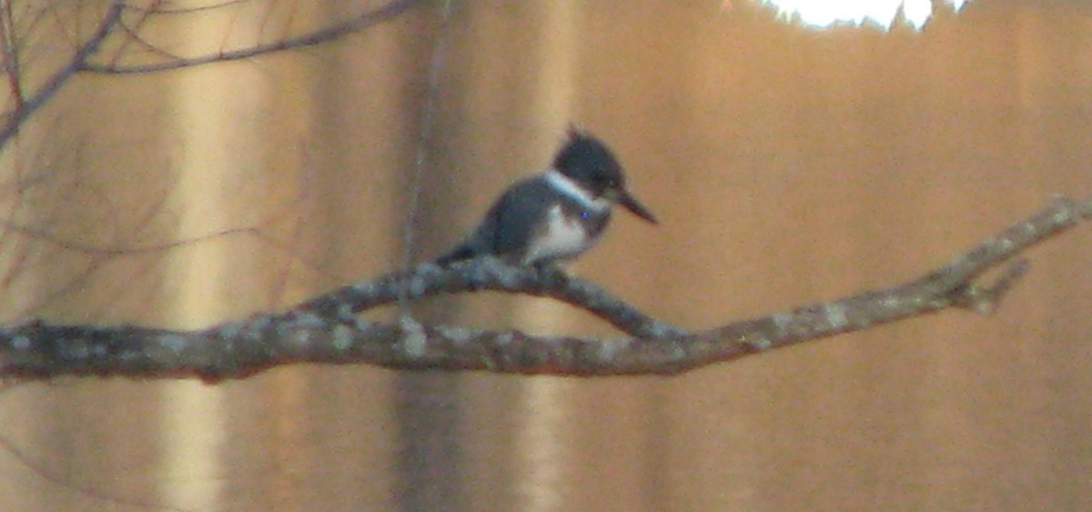 Belted Kingfisher - ML41766901