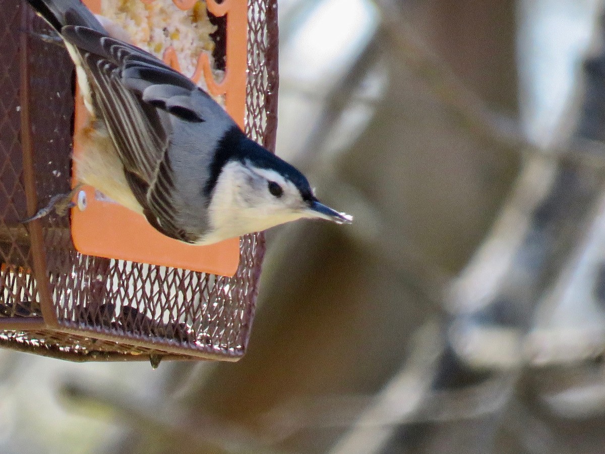 White-breasted Nuthatch - michele ramsey