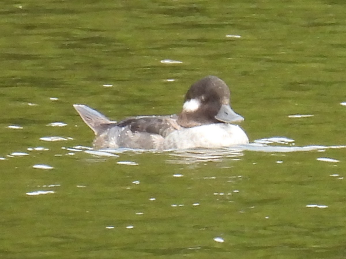 eBird Checklist - 9 Feb 2022 - Frank Pond - 15 species