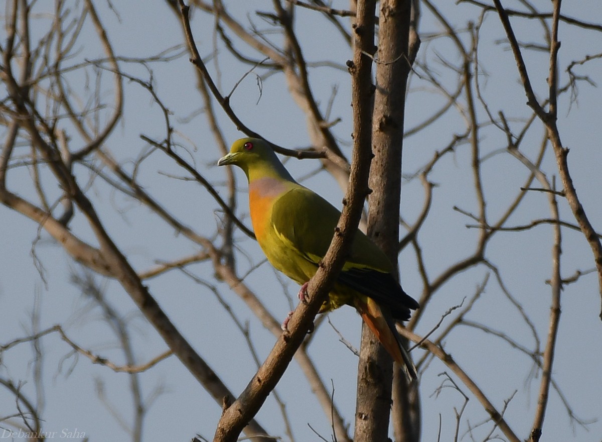橙胸綠鳩 - ML417671591