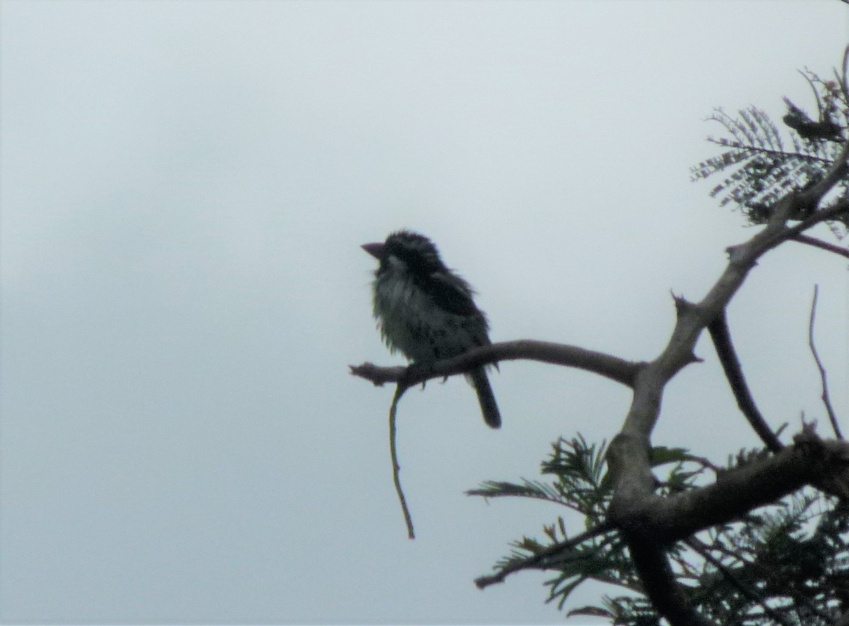 Spot-flanked Barbet - Rie  Jensen