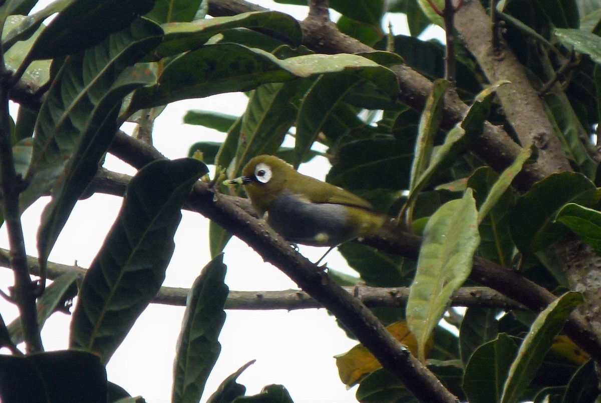 Taita White-eye - Rie  Jensen