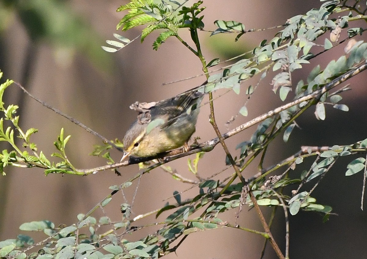 Sulphur-bellied Warbler - Debankur Saha