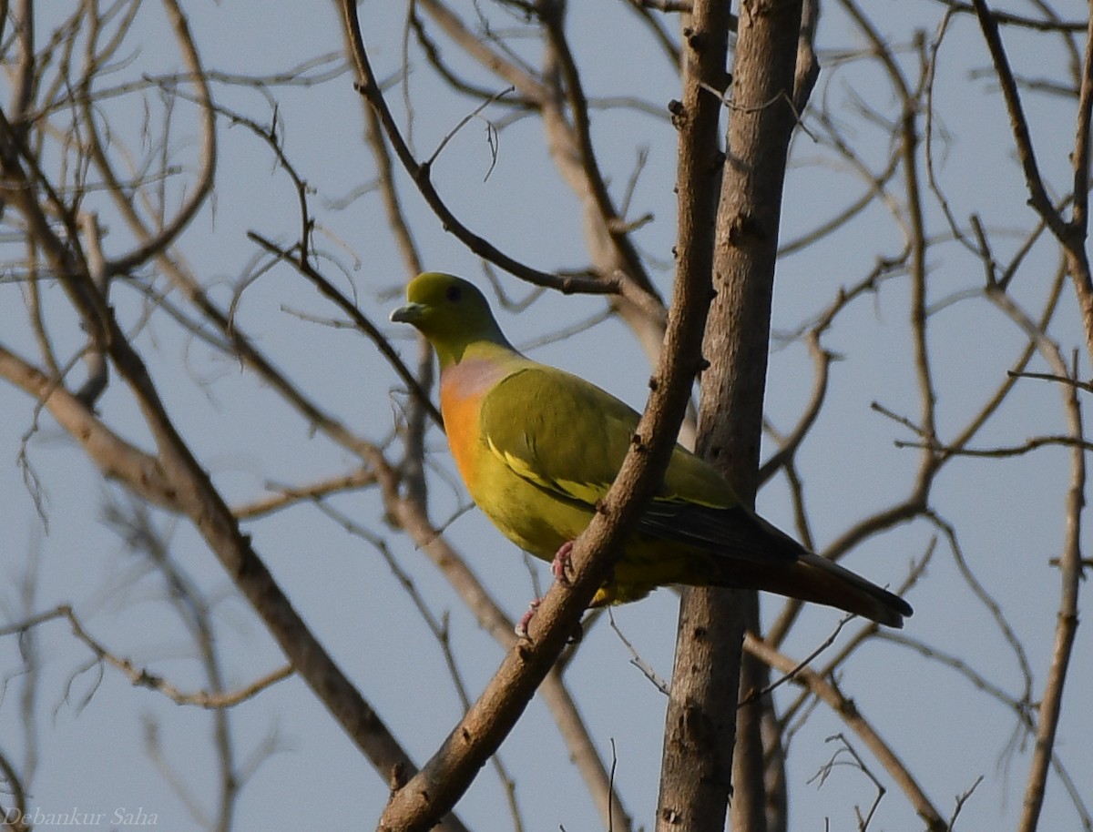 Orange-breasted Green-Pigeon - Debankur Saha