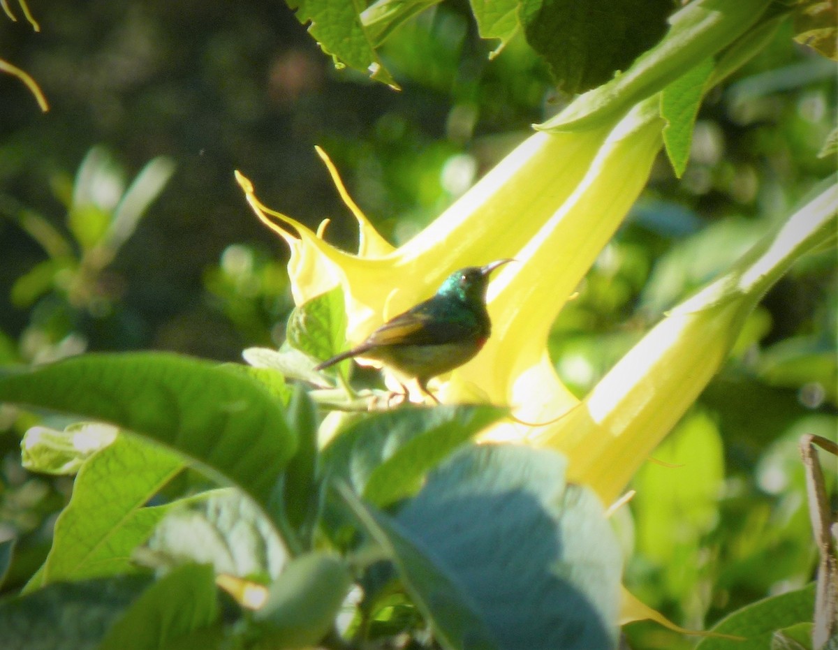 Usambara Double-collared Sunbird - ML417672941