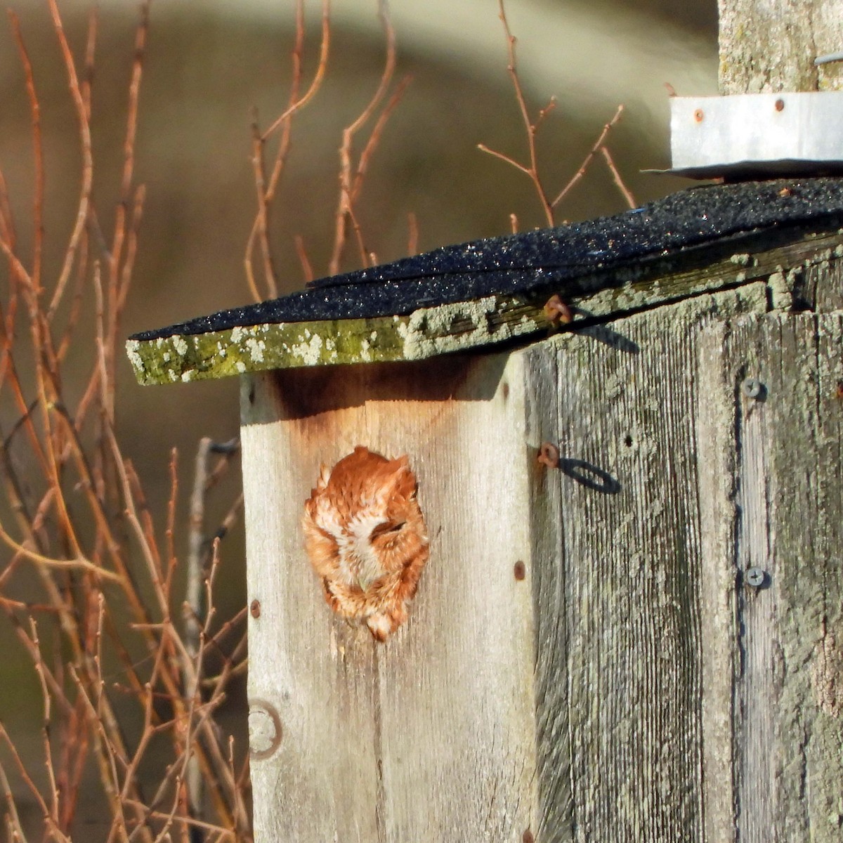 Eastern Screech-Owl - ML417674101