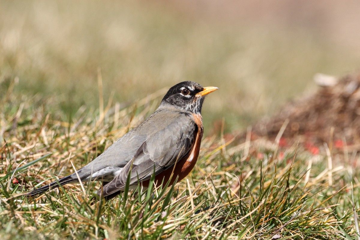 Wanderdrossel - ML417674201