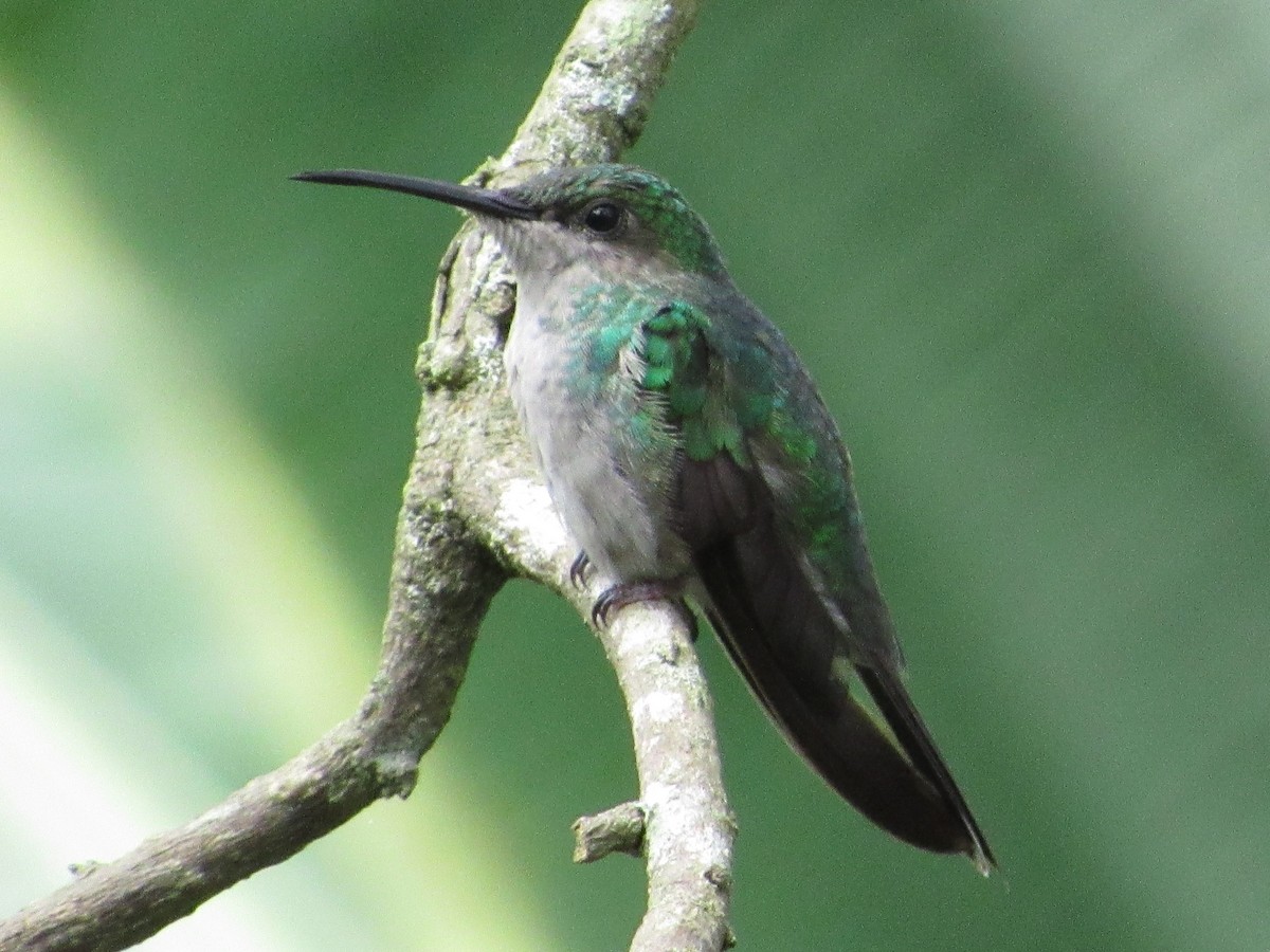 kolibřík blýskavý - ML417675581