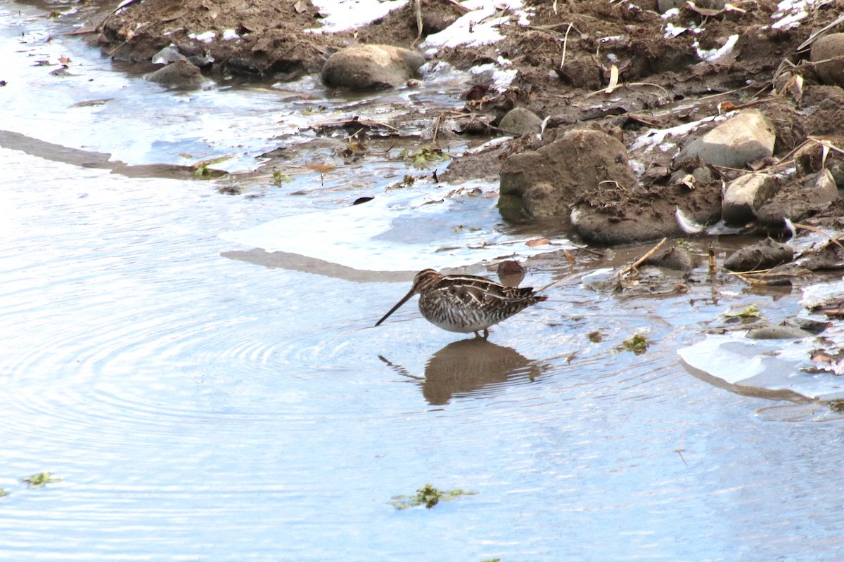 Wilson's Snipe - ML417676321