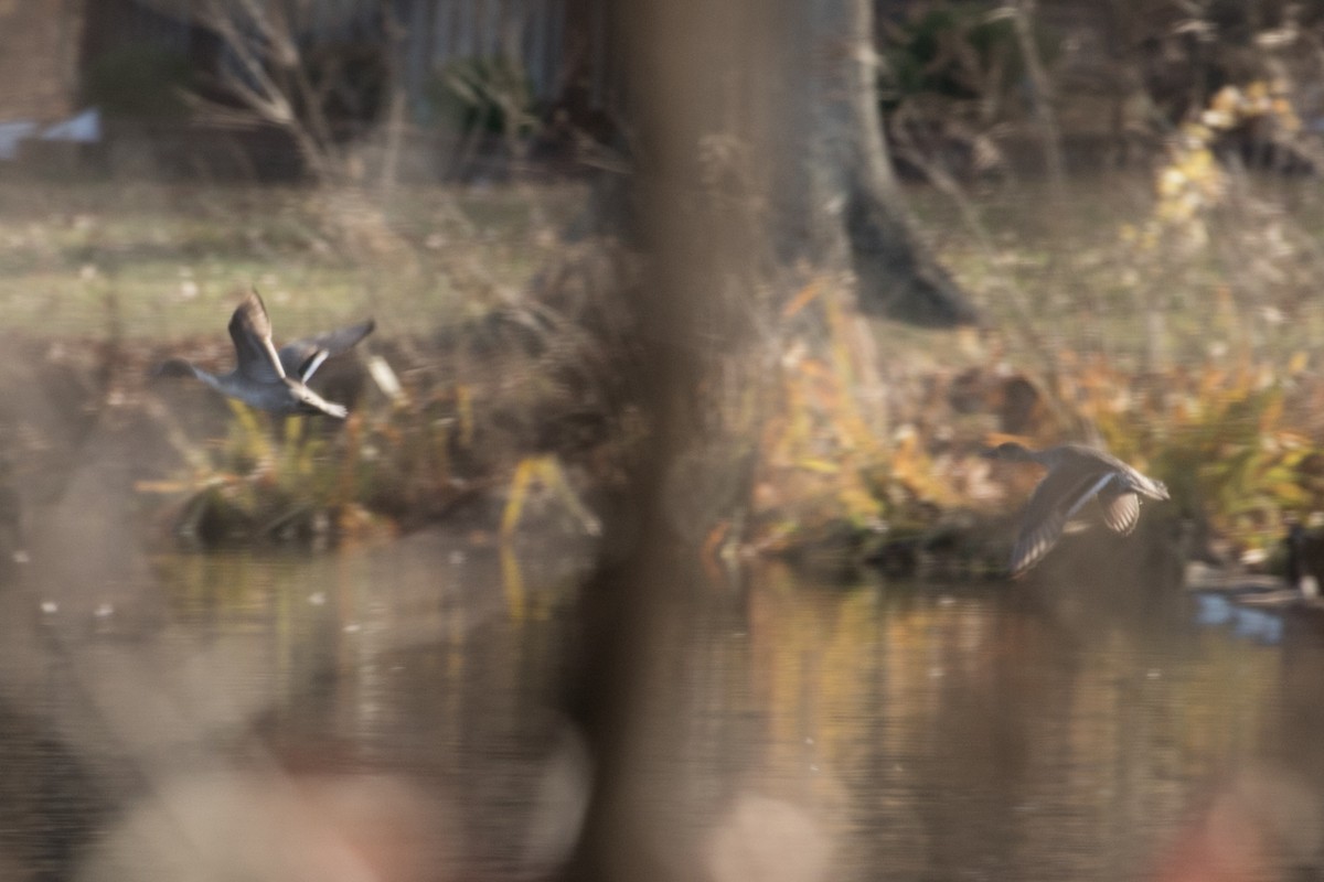 Northern Pintail - ML41767751