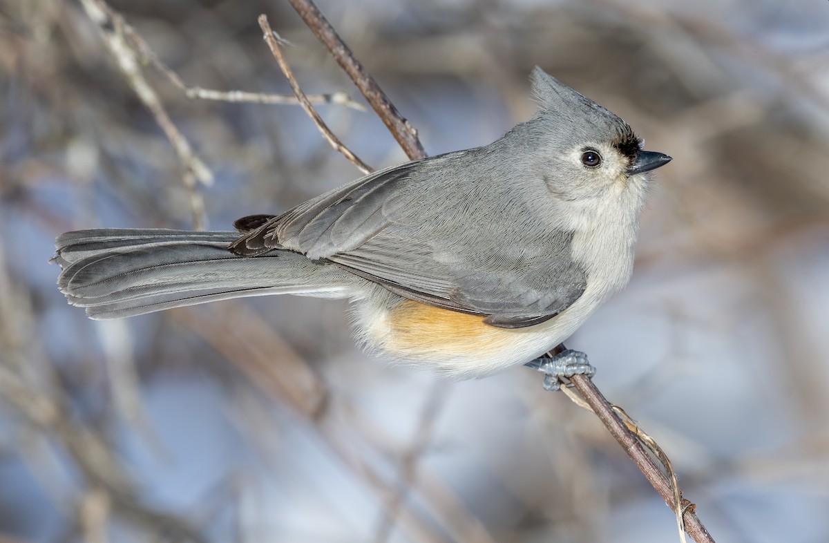 Tufted Titmouse - Jocelyn  Anderson