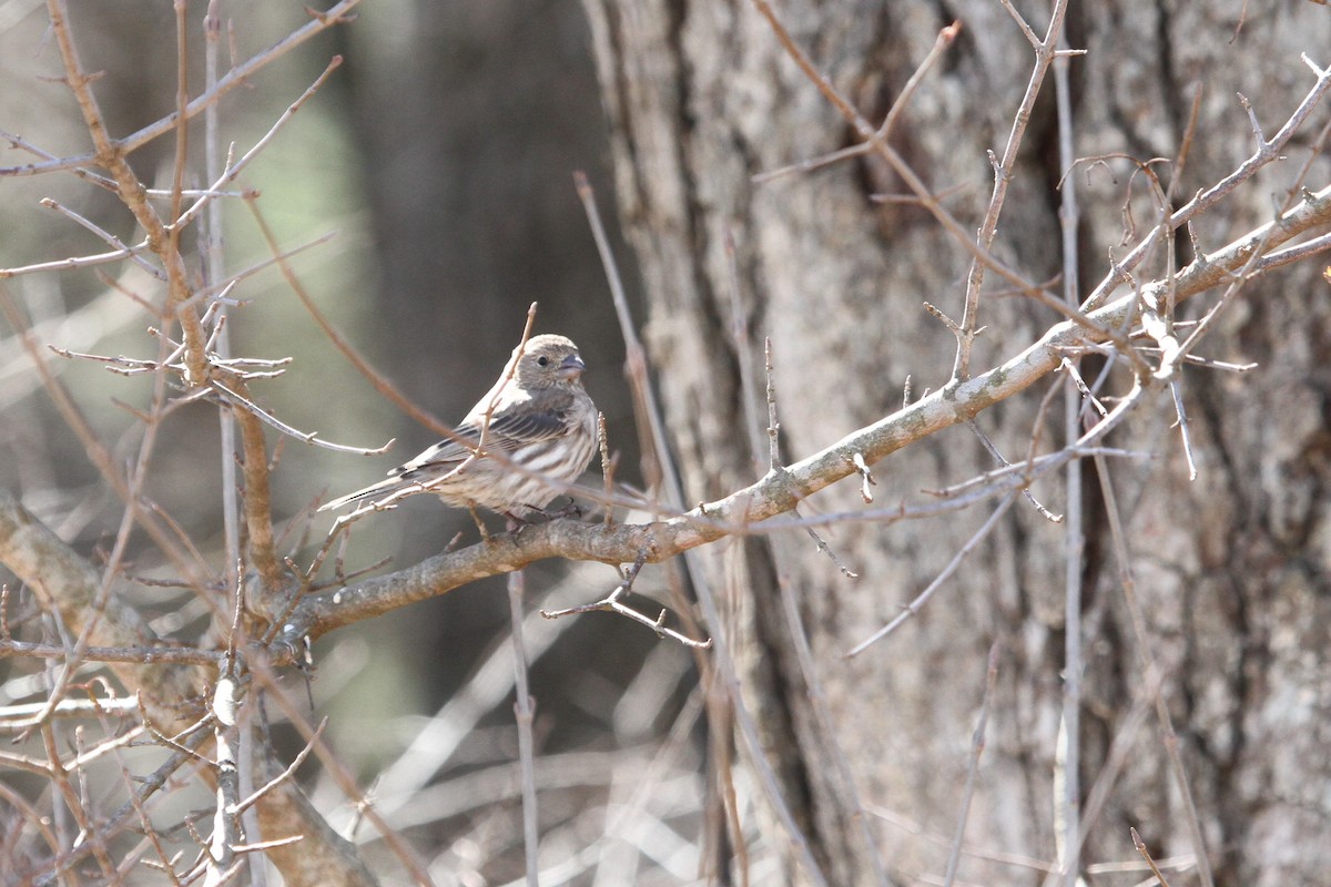 House Finch - Lila Gandy