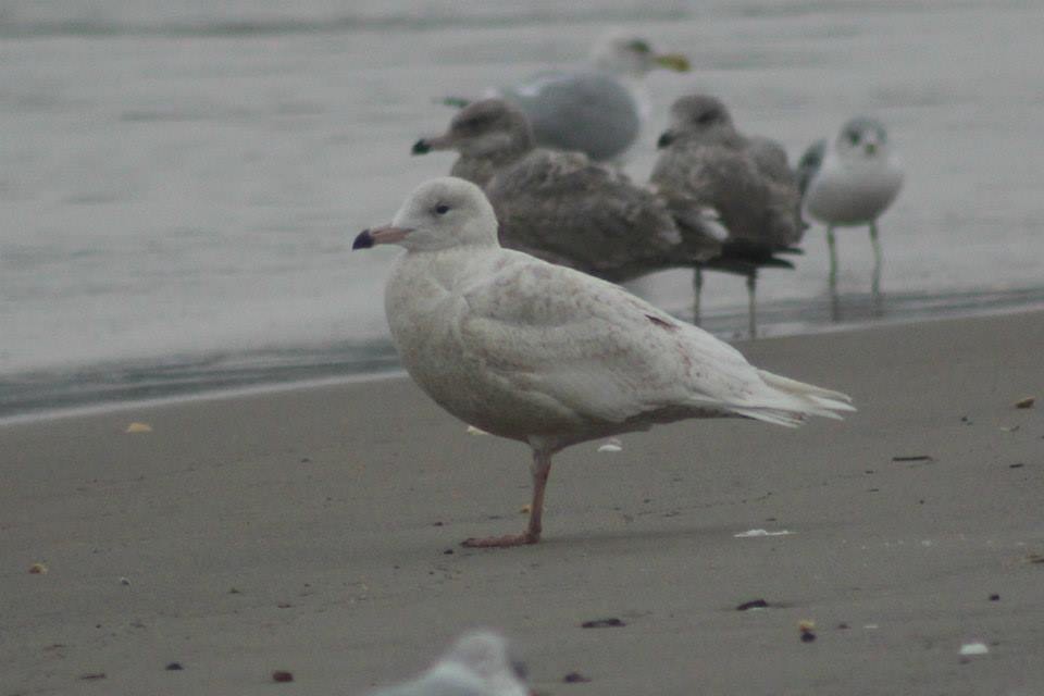 Glaucous Gull - ML41768171