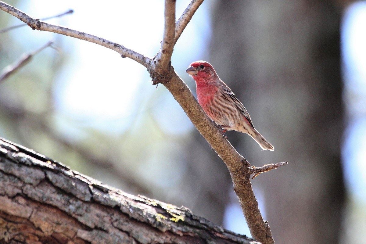 House Finch - Lila Gandy