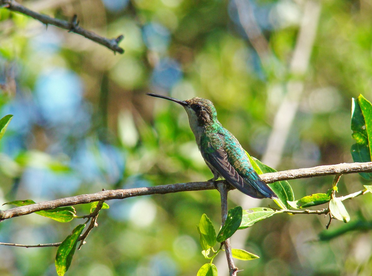 Glittering-bellied Emerald - ML417683541