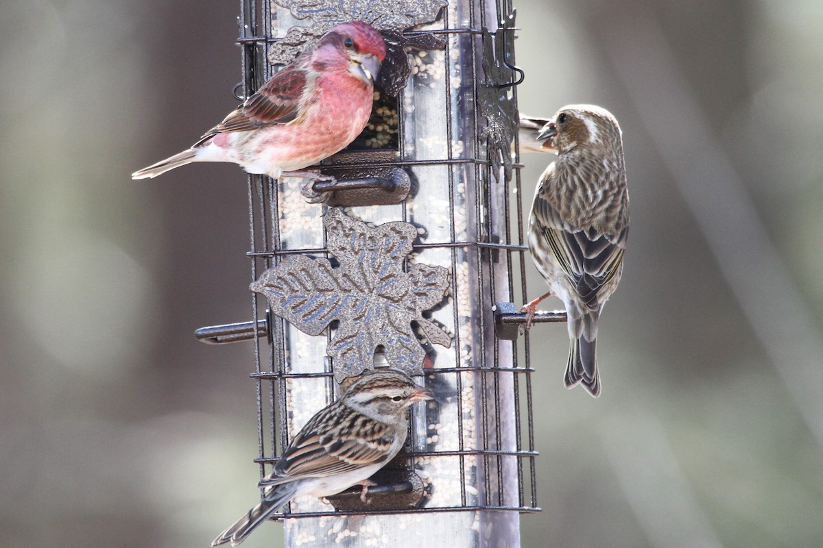 Purple Finch - Lila Gandy