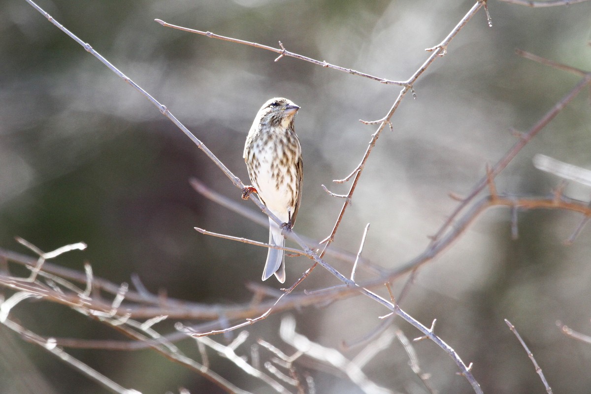 Purple Finch - ML417684231