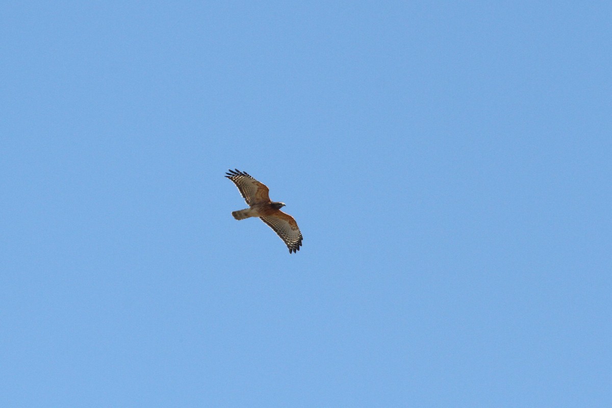 Red-shouldered Hawk - Lila Gandy