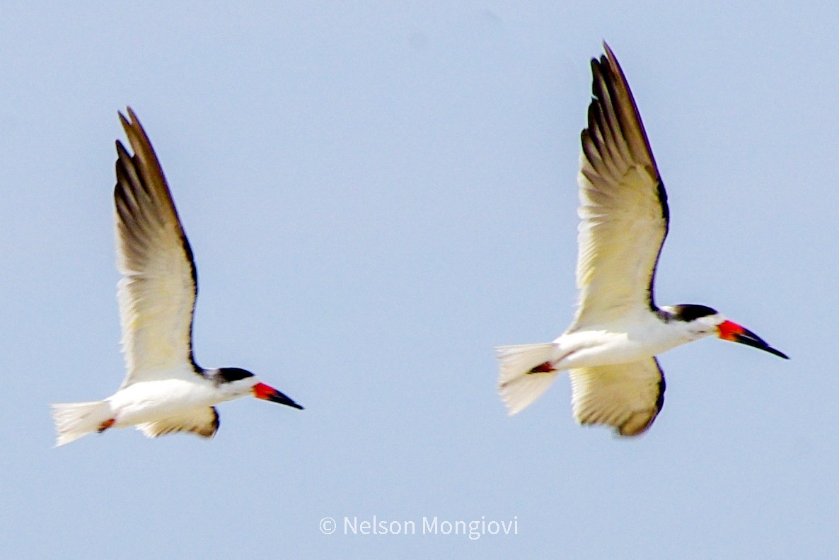 Black Skimmer - ML417685311