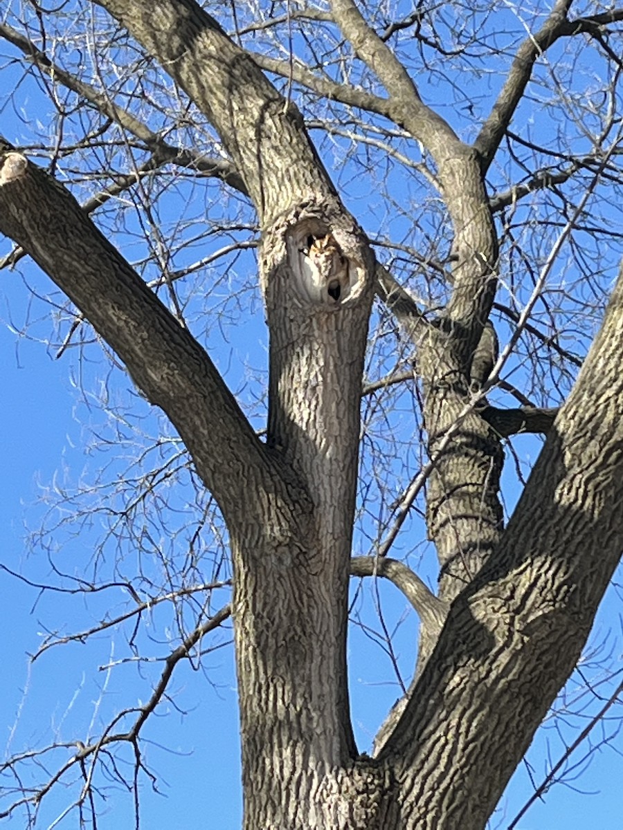 Eastern Screech-Owl - ML417685921