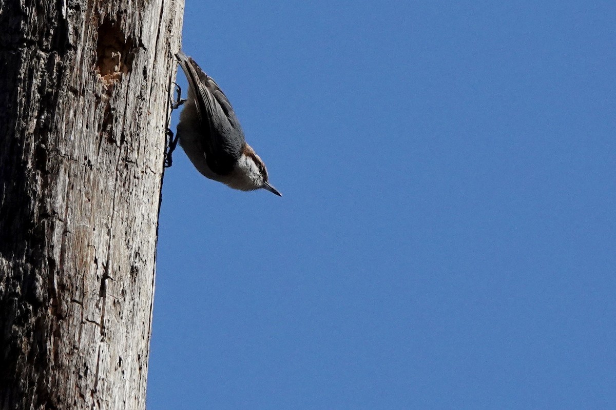 Brown-headed Nuthatch - ML417686051