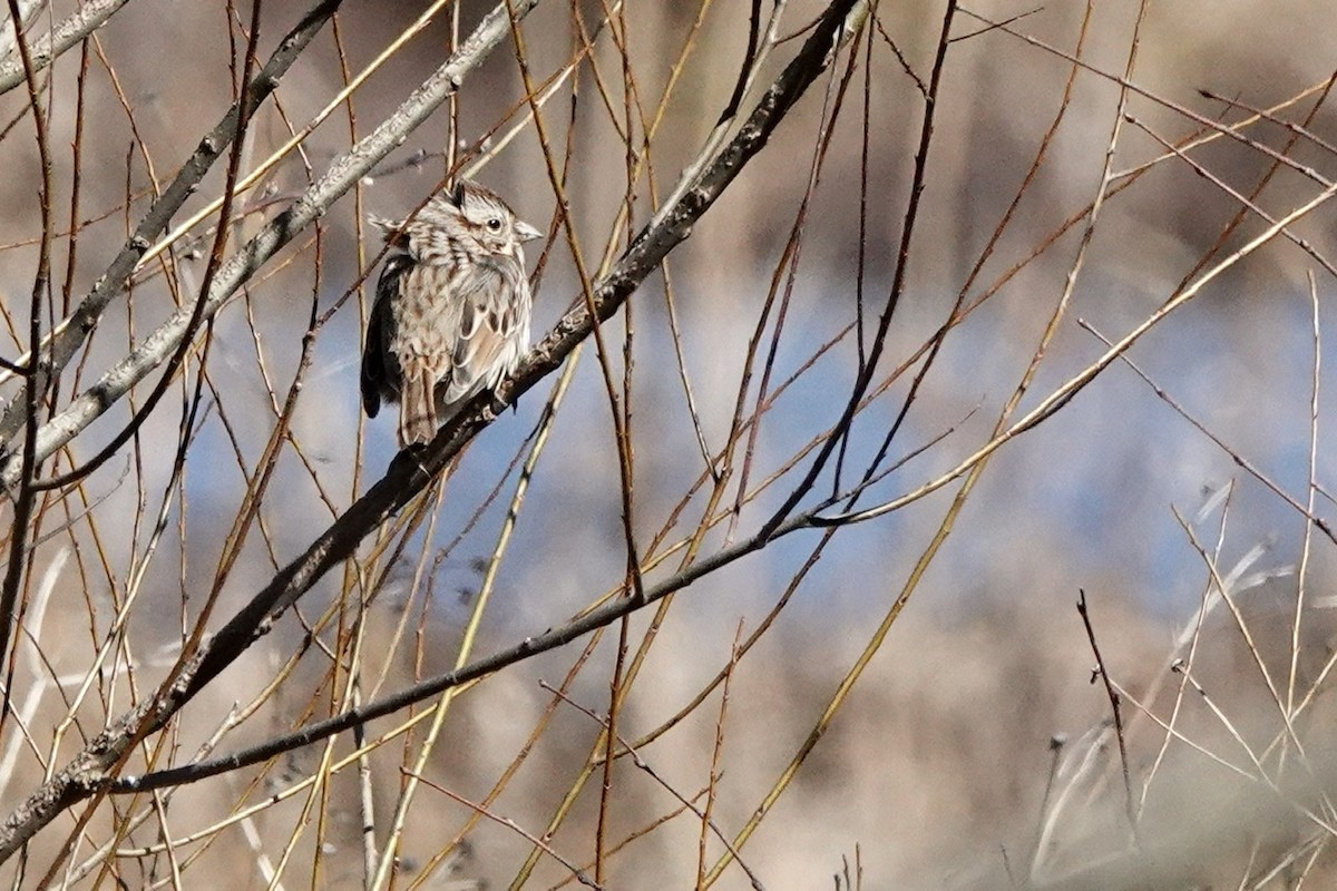 Song Sparrow - ML417686211